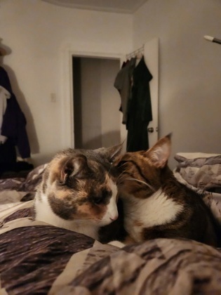 Freyja