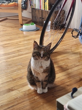Freyja