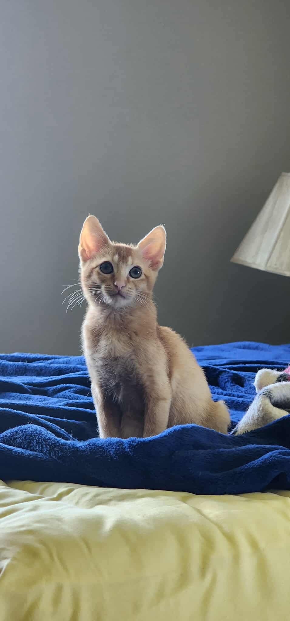 Sunni, an adoptable Abyssinian, Domestic Short Hair in Alvin, TX, 77512 | Photo Image 1