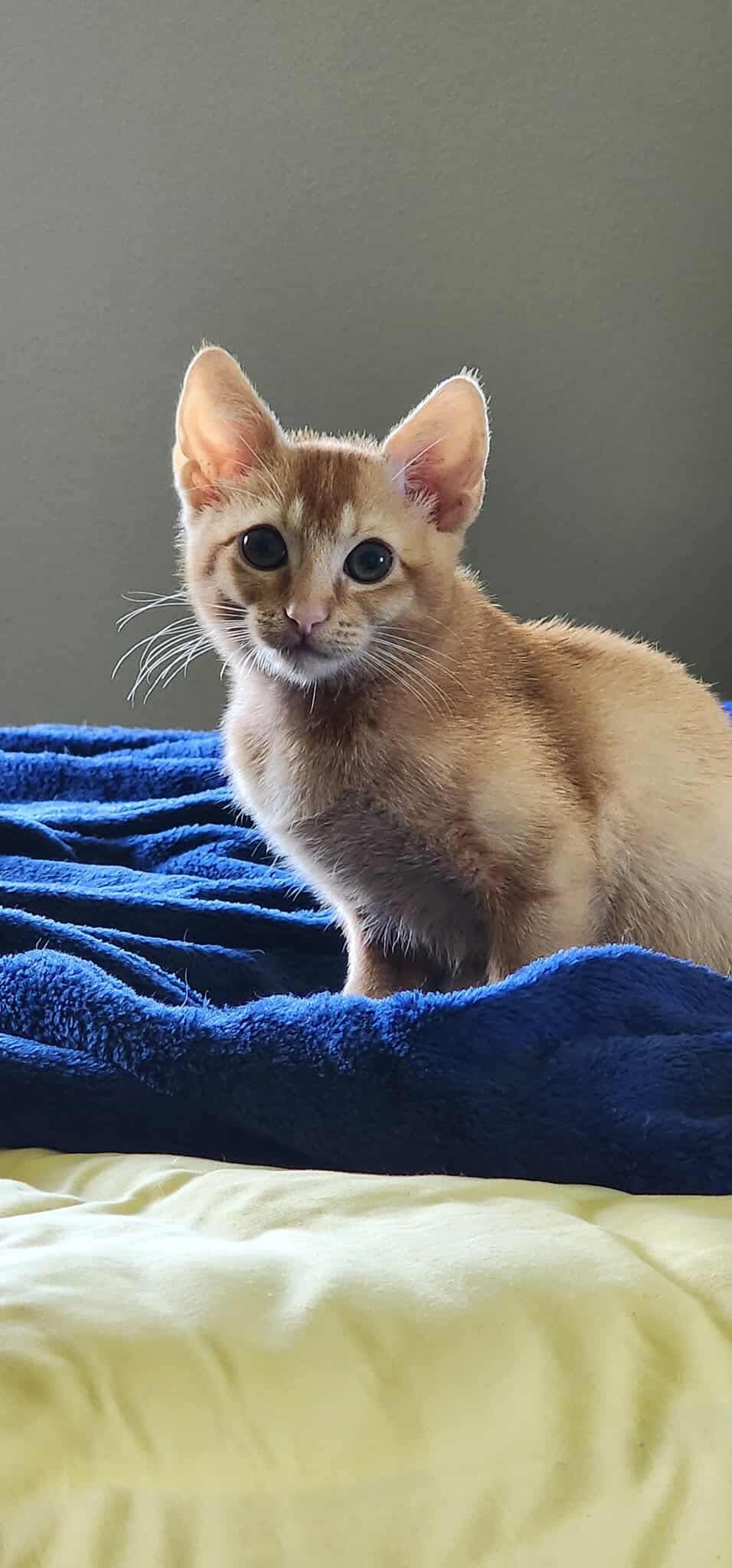 Sunni, an adoptable Abyssinian, Domestic Short Hair in Alvin, TX, 77512 | Photo Image 3