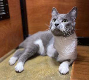 Timone_Tripod, Adult Male Domestic Short Hair