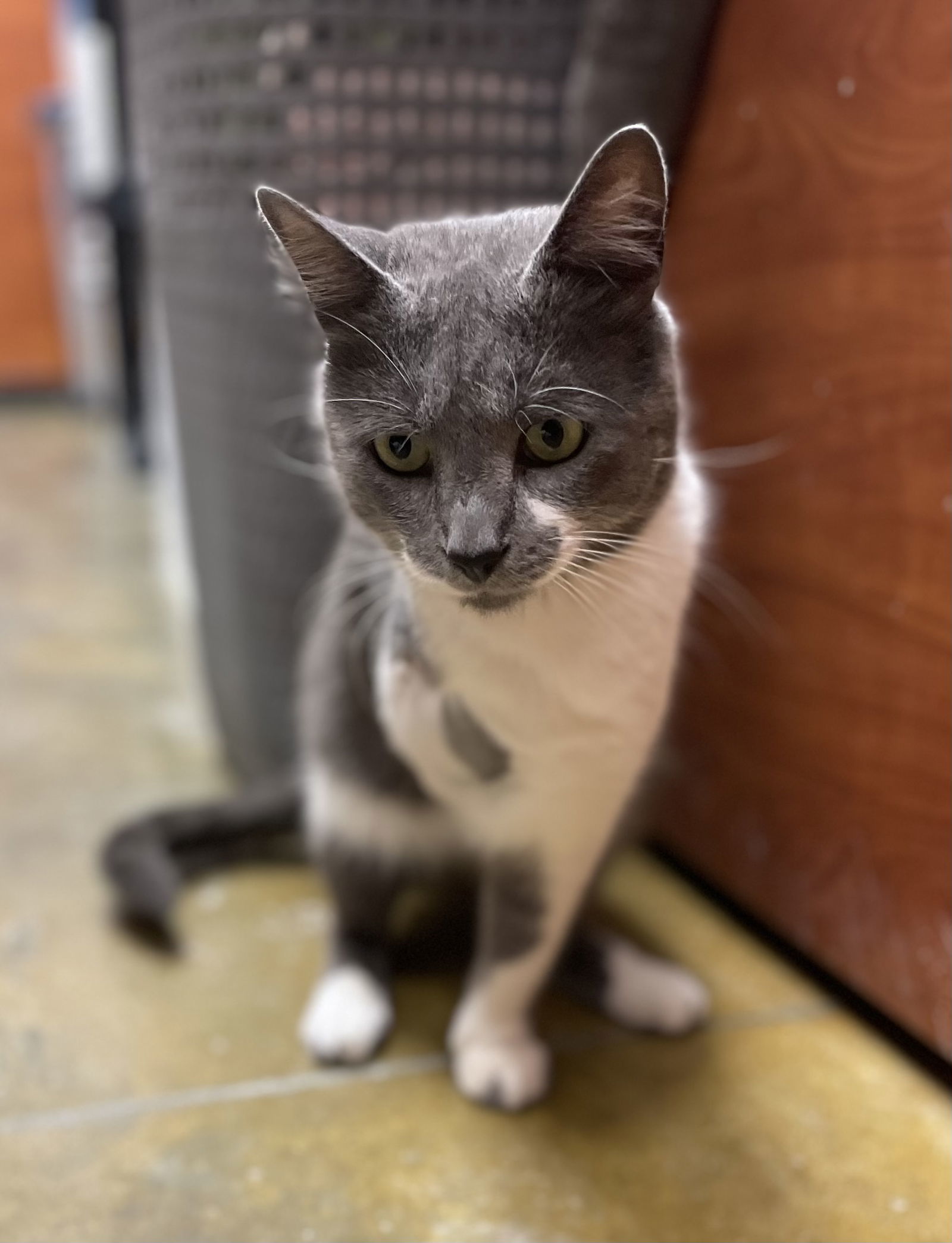 Timone_Tripod, an adoptable Domestic Short Hair, Russian Blue in Oxford, MS, 38655 | Photo Image 2