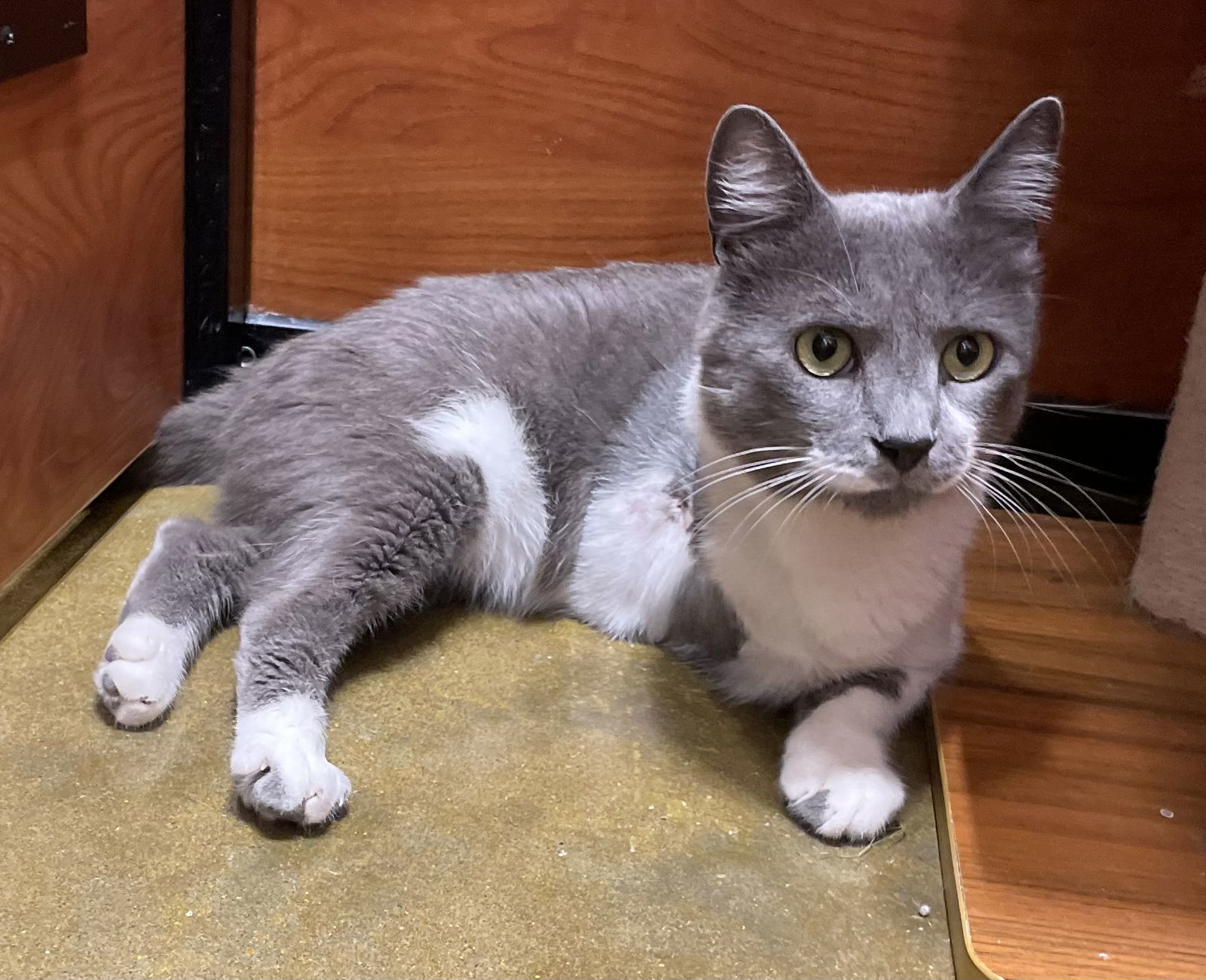 Timone_Tripod, an adoptable Domestic Short Hair, Russian Blue in Oxford, MS, 38655 | Photo Image 3