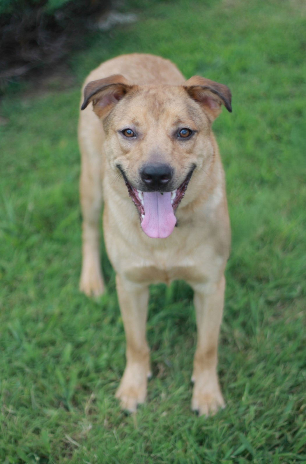 Keagan - MEET @ PETCO 7/5!