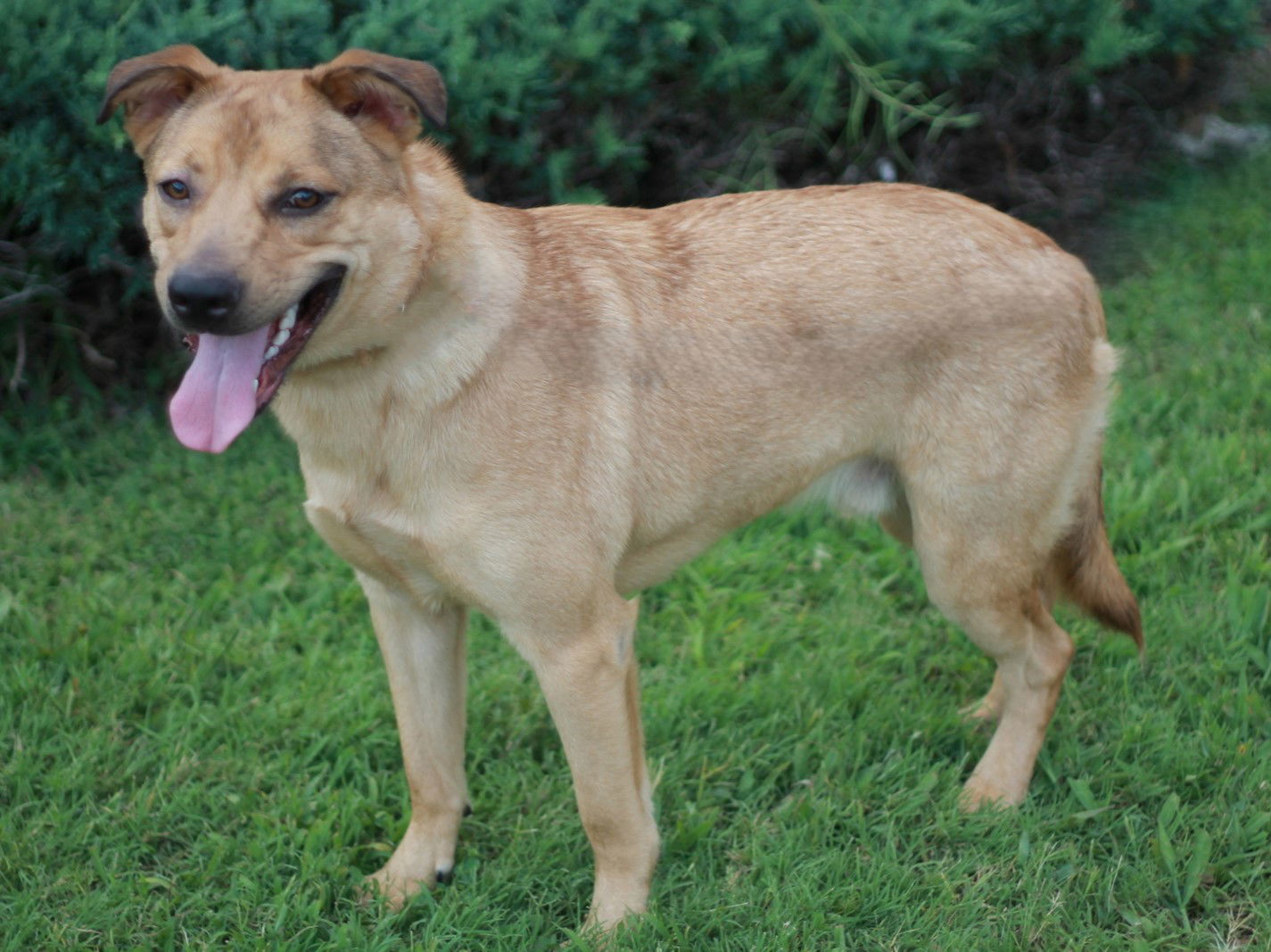 Keagan - MEET @ PETCO 7/5!