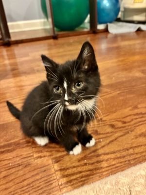 Charlie, Baby Male unknown