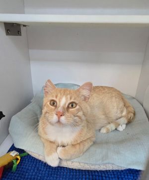 Sammy, Adult Male Domestic Short Hair
