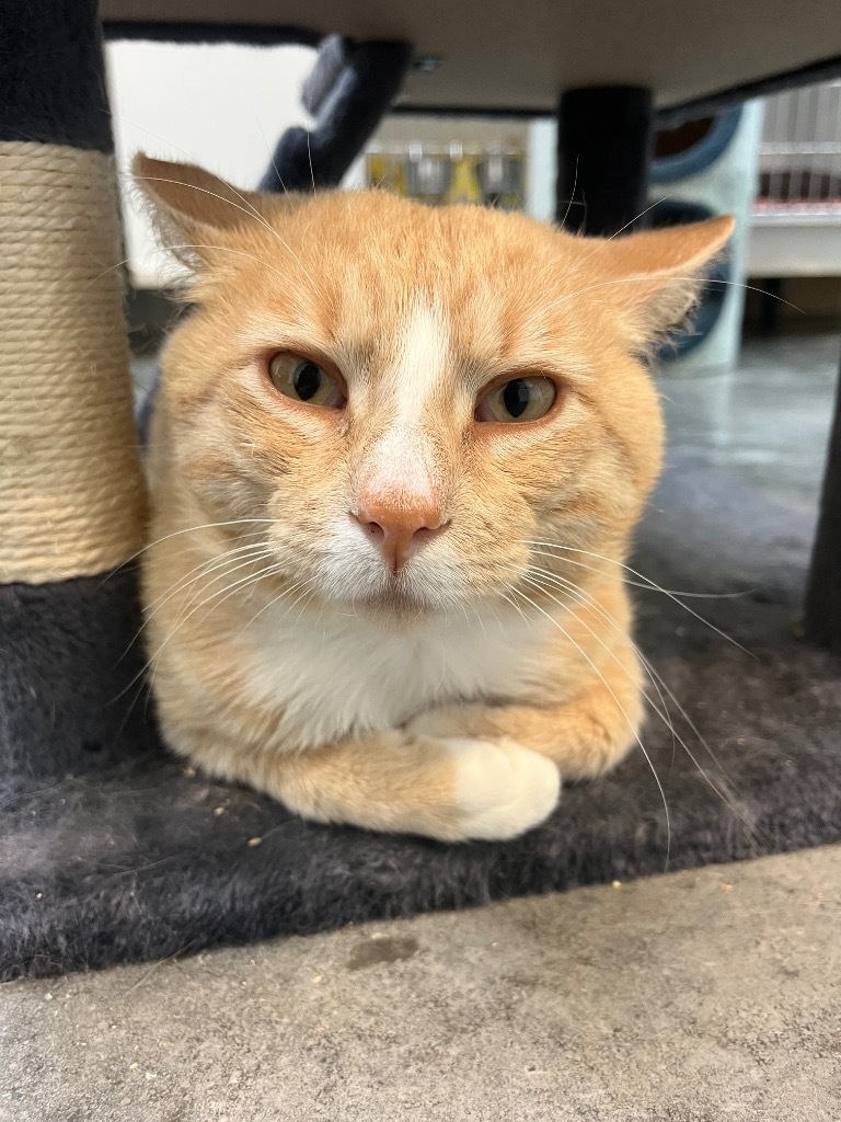 Sammy