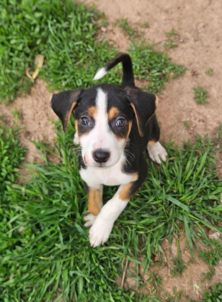 Stella
