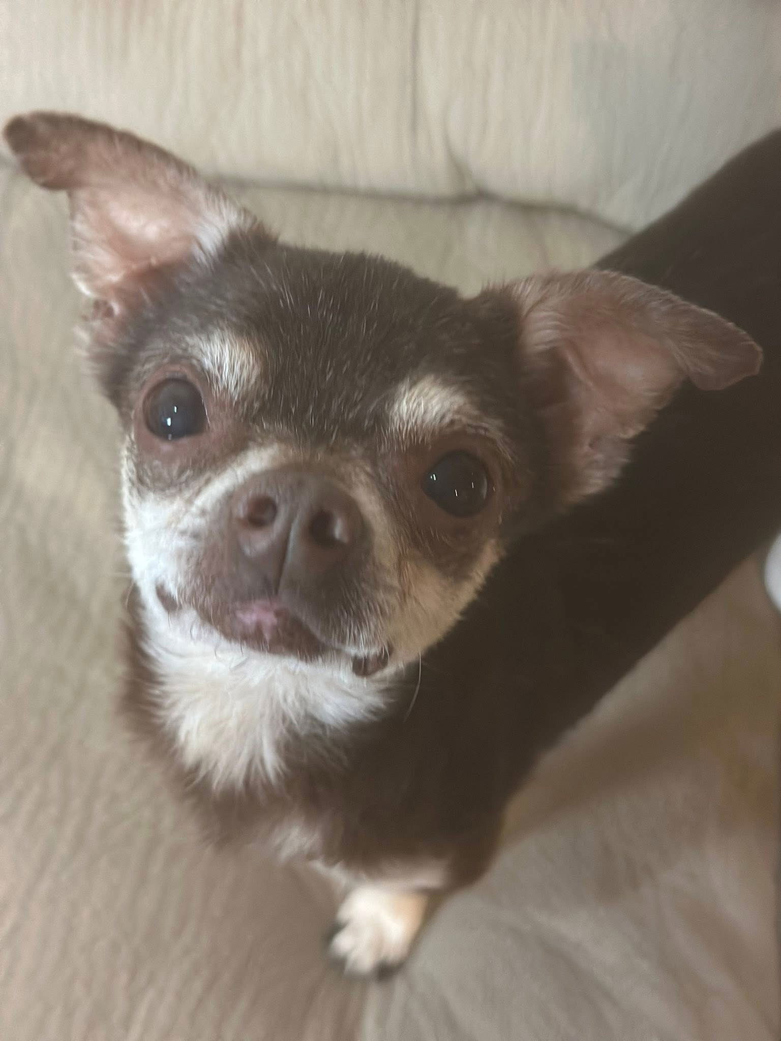 Wilbur