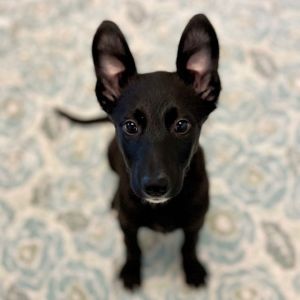 Puppies, Large Breed! Border Collie Dog