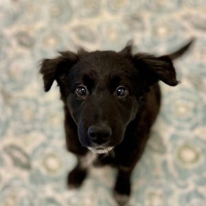 Hello everyone We have a group of absolutely adorable Shepherd mix puppies They will likely grow t