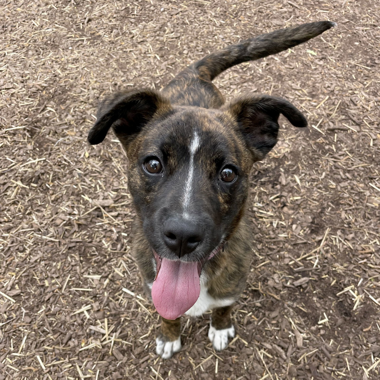 Roscoe
