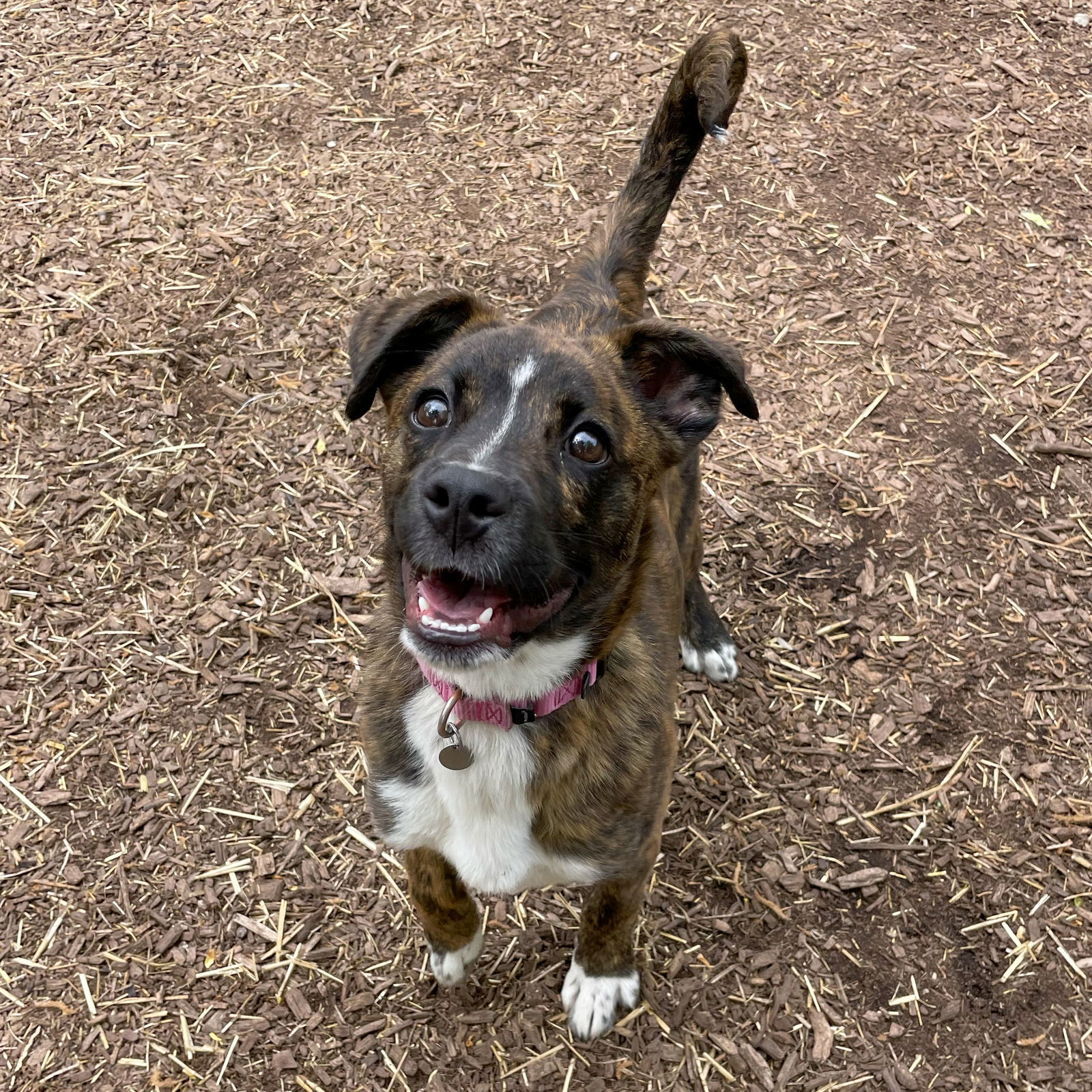 Roscoe