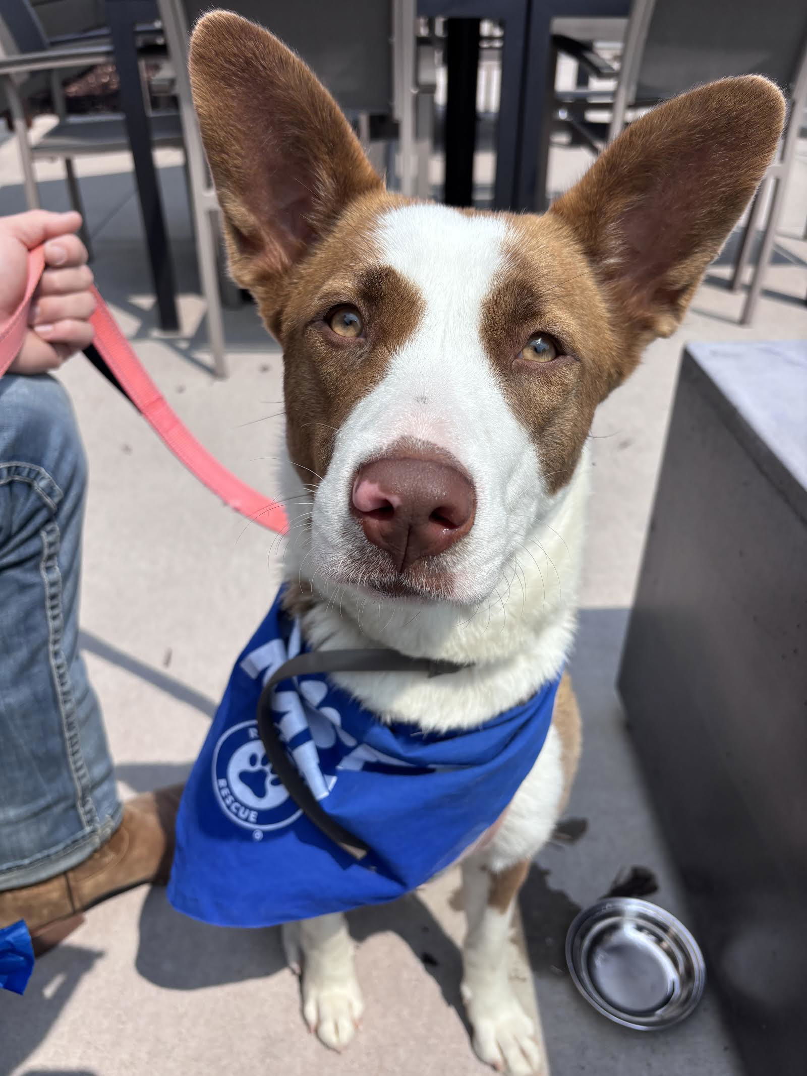 Luella, an adoptable Border Collie, Pit Bull Terrier in St. Cloud, MN, 56301 | Photo Image 1