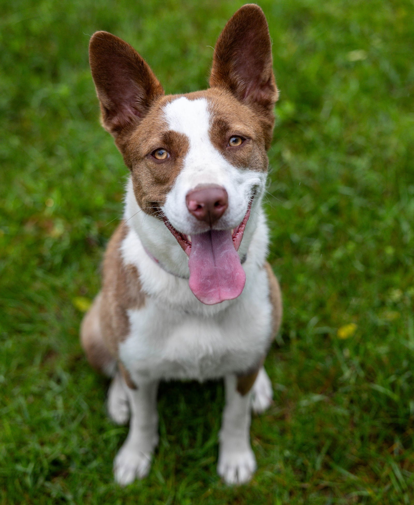 Luella, an adoptable Border Collie, Pit Bull Terrier in St. Cloud, MN, 56301 | Photo Image 1