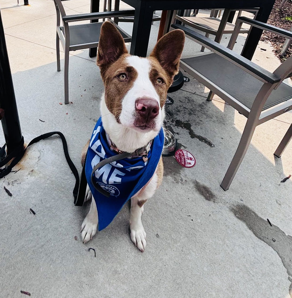 Luella, an adoptable Border Collie, Pit Bull Terrier in St. Cloud, MN, 56301 | Photo Image 2