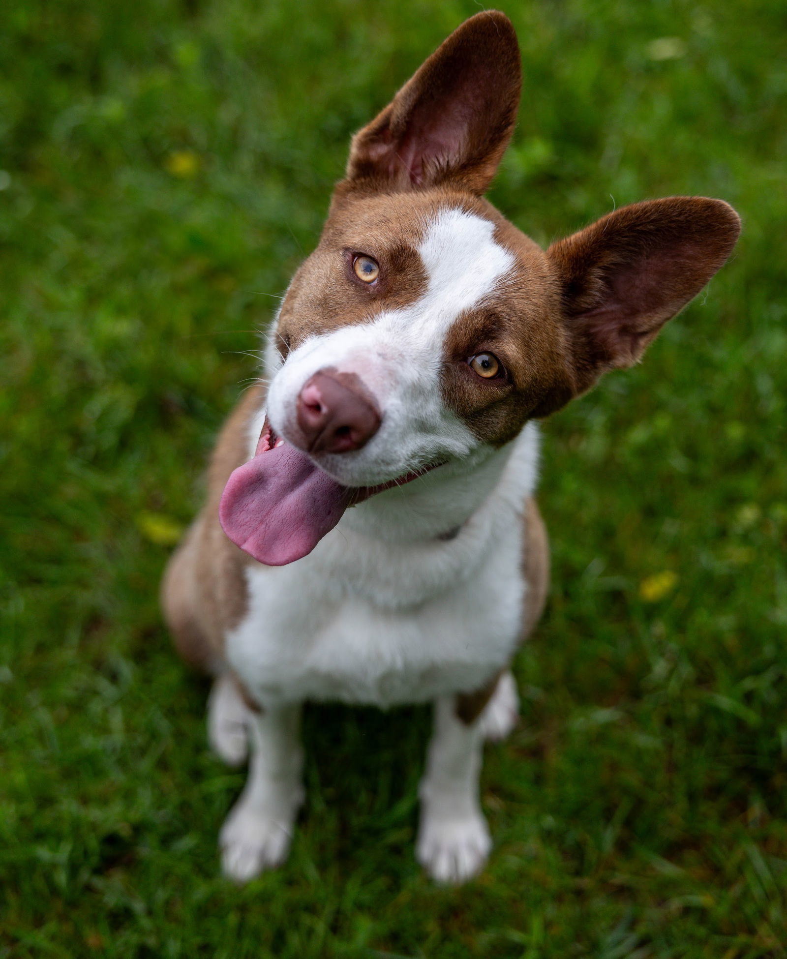 Luella, an adoptable Border Collie, Pit Bull Terrier in St. Cloud, MN, 56301 | Photo Image 2