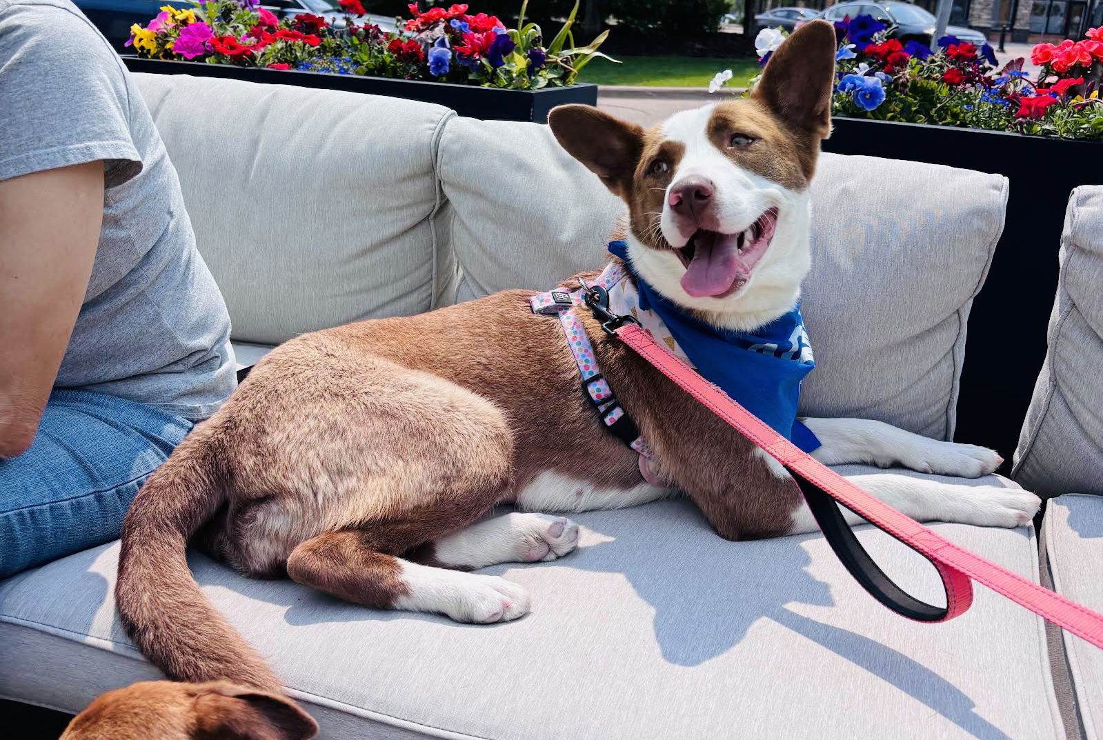 Luella, an adoptable Border Collie, Pit Bull Terrier in St. Cloud, MN, 56301 | Photo Image 3