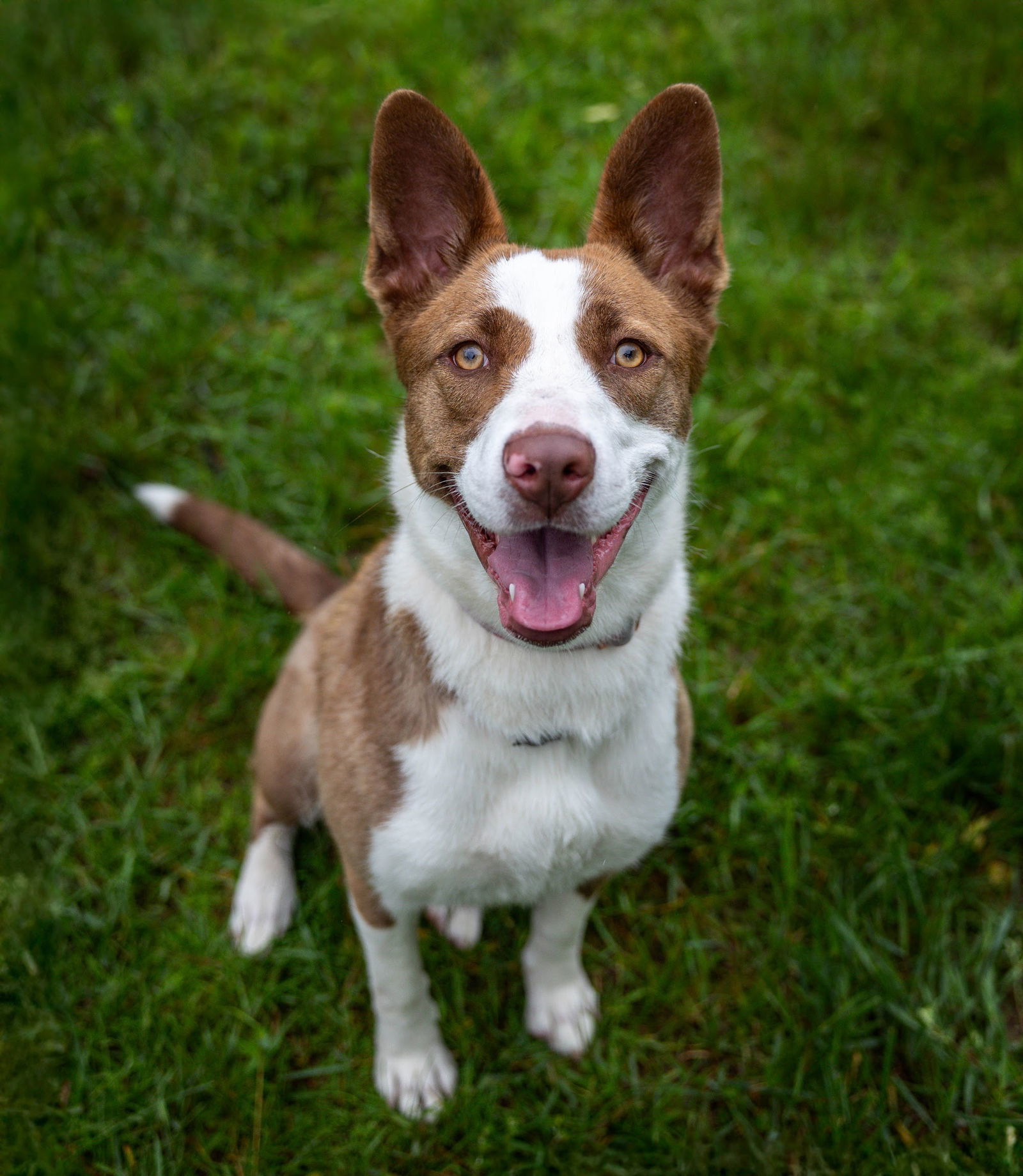 Luella, an adoptable Border Collie, Pit Bull Terrier in St. Cloud, MN, 56301 | Photo Image 3
