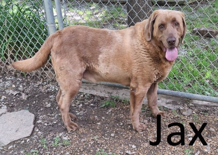 Jax