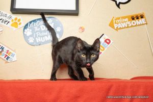 Damion, Baby Male Domestic Short Hair