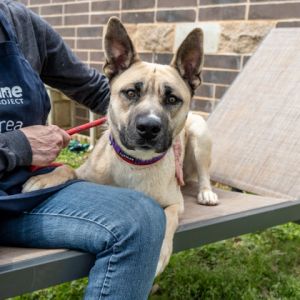 Hutchinson is a big boy dog who has good energy This handsome and happy guy loves treats and pets 