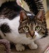 Tabitha photo 1