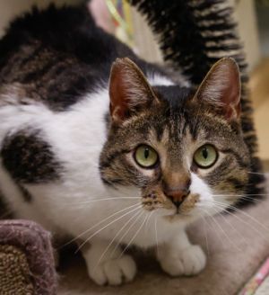 Tabitha, Adult Female Domestic Short Hair