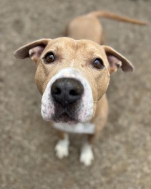 Axel, Adult Male Pit Bull Terrier