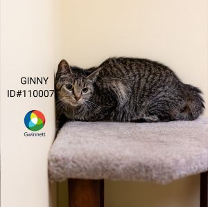 Primary Color Brown Tabby Secondary Color Black Weight 61lbs Age 4yrs 3mths 0wks Animal has bee