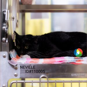 Primary Color Black Secondary Color Black Weight 87lbs Age 4yrs 2mths 3wks Animal has been Neut