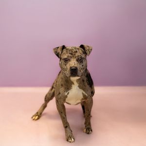 Primary Color Merle Weight 43lbs Age 2yrs 1mths 0wks Animal has been Neutered