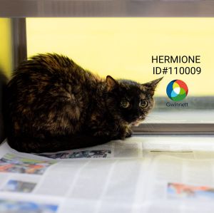 Primary Color Tortoiseshell Secondary Color Black Weight 62lbs Age 4yrs 2mths 3wks Animal has b