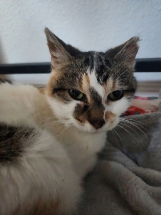 Molly