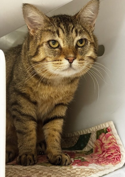 Caspian, an adoptable Domestic Short Hair in Walla Walla, WA, 99362 | Photo Image 1