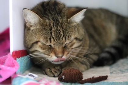 Caspian, an adoptable Domestic Short Hair in Walla Walla, WA, 99362 | Photo Image 2