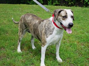 Terrie, Adult Female Mixed Breed