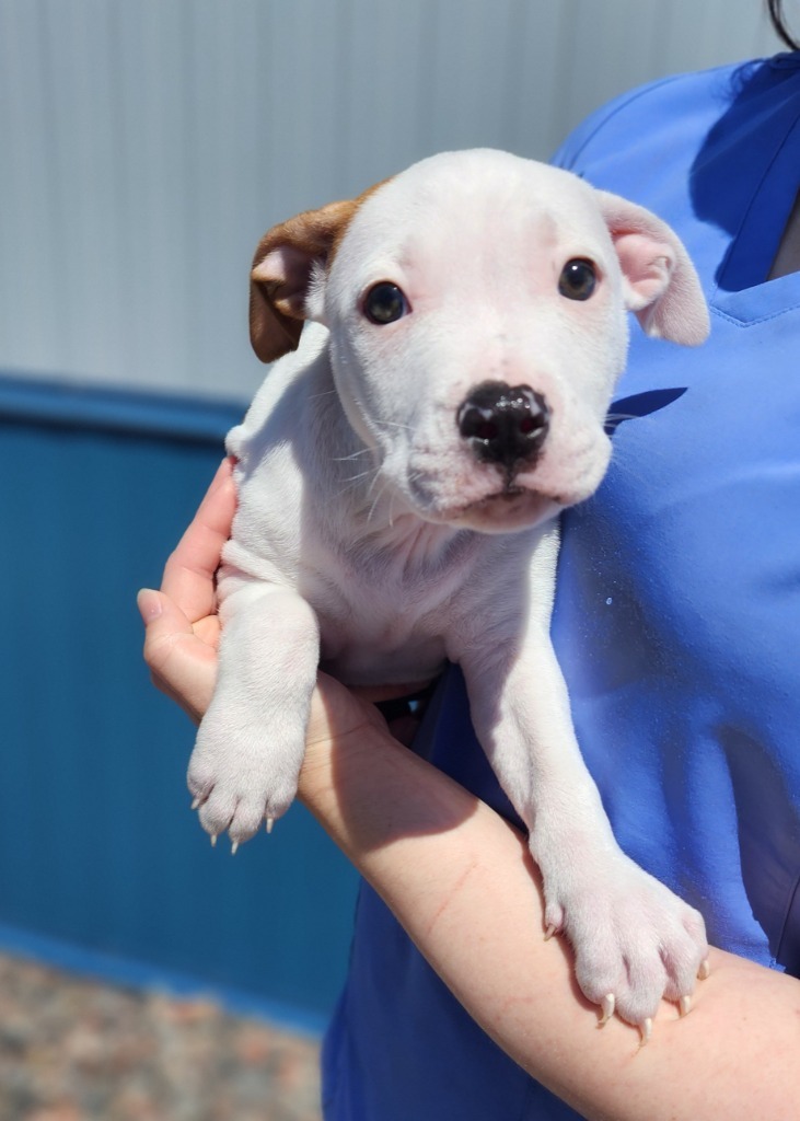 Cereal, an adoptable Pit Bull Terrier in Superior, WI, 54880 | Photo Image 1