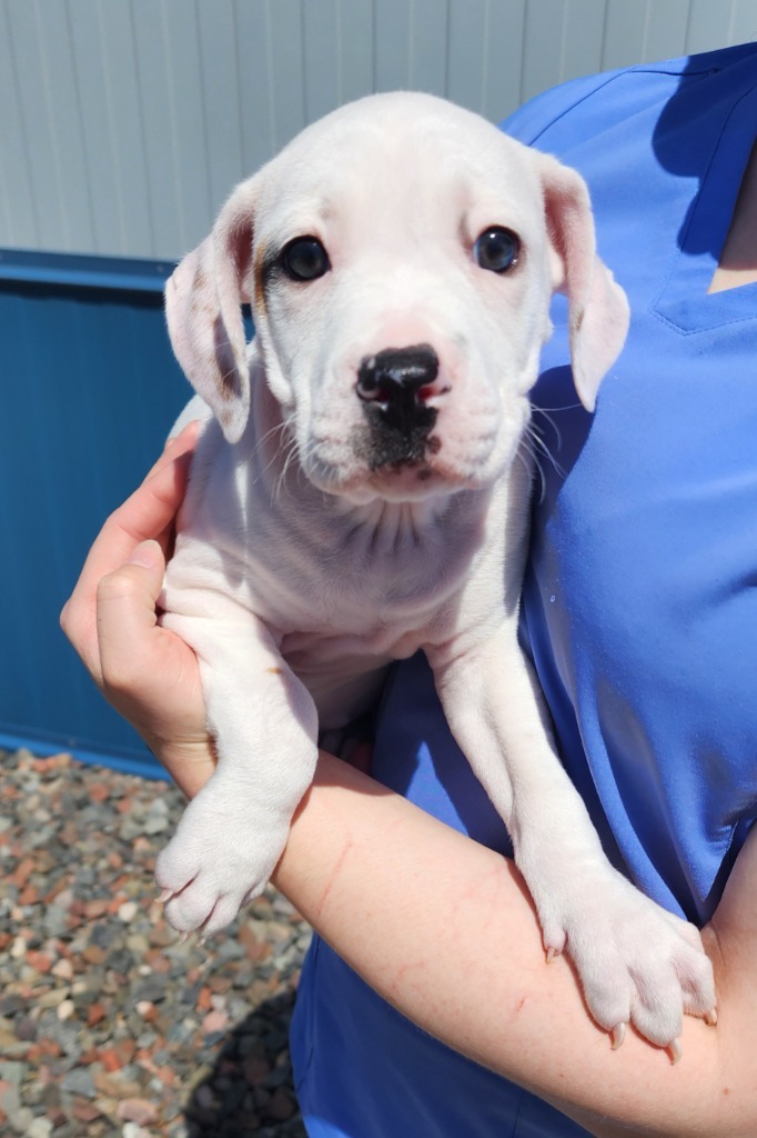 Bagel, an adoptable Pit Bull Terrier in Superior, WI, 54880 | Photo Image 1