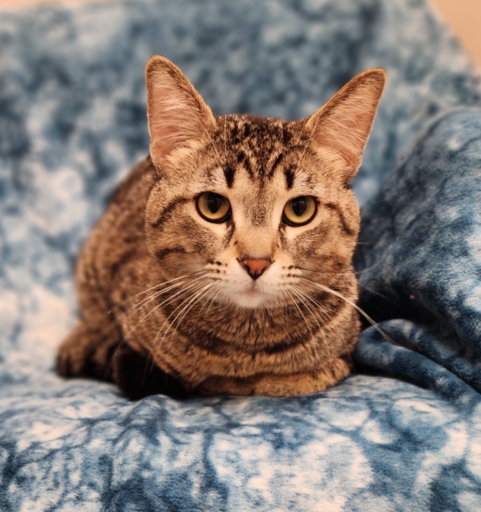 Beautiful, an adoptable Domestic Short Hair in Superior, WI, 54880 | Photo Image 1