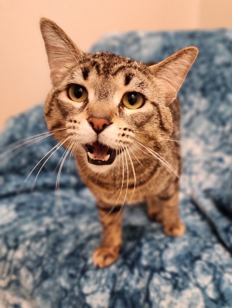 Beautiful, an adoptable Domestic Short Hair in Superior, WI, 54880 | Photo Image 2