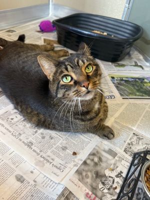 Oliver, Adult Male Domestic Short Hair