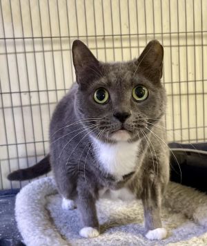 Boots, Adult Female Domestic Short Hair