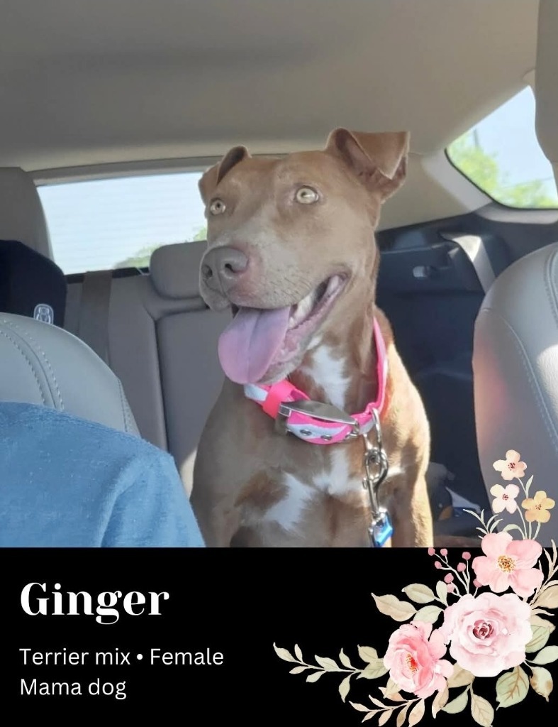 Ginger