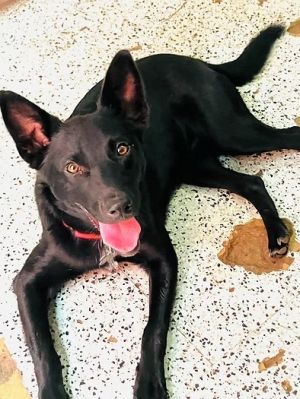 Firefly, Young Male Border Collie