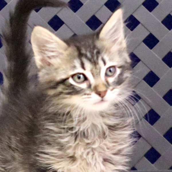 Sirius