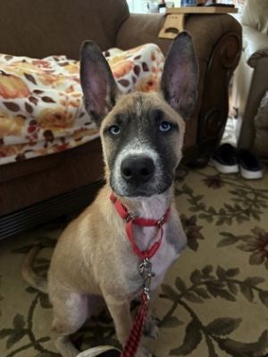 Maccoroni- Adopted TA, Baby Male Mixed Breed