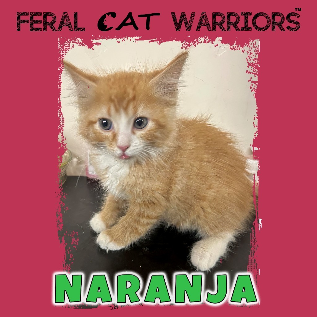 Naranja, an adoptable Domestic Short Hair in Kingman, AZ, 86401 | Photo Image 1