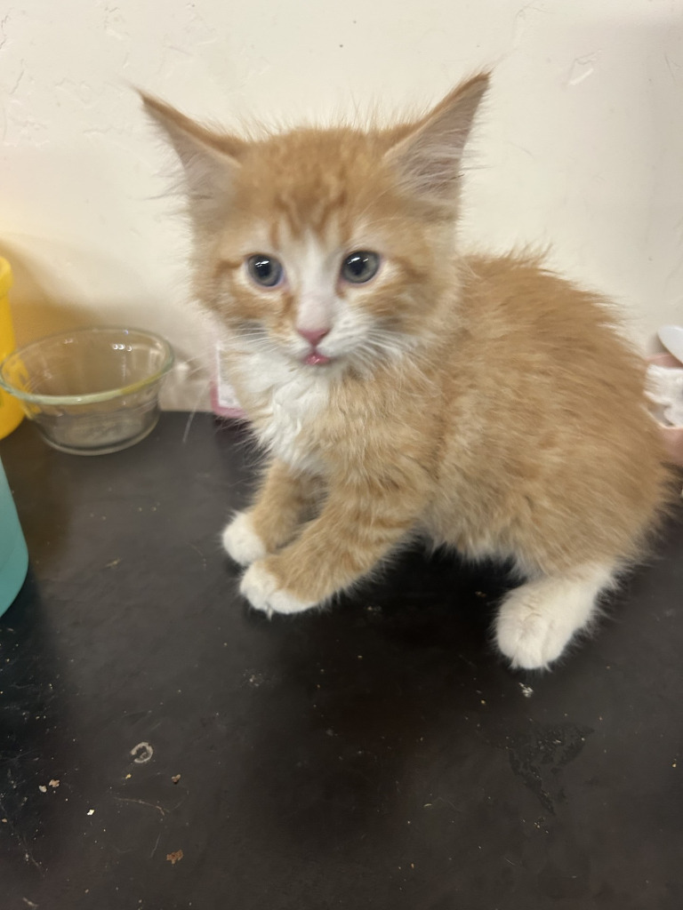Naranja, an adoptable Domestic Short Hair in Kingman, AZ, 86401 | Photo Image 2